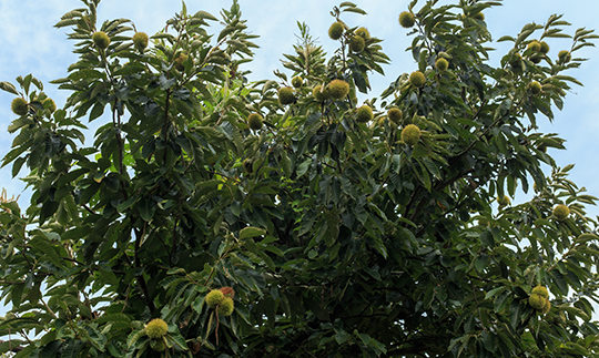 如何种植栗树迁西板栗厂家告诉您